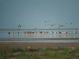 Observer les oiseaux dans la baie de somme : une escapade éco-responsable en terre picarde